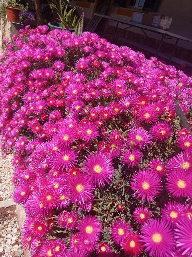 Quinta Das Hortensias I Quinta Do Sol Cruz do Campo Екстериор снимка